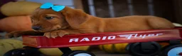 Labrador Retriever dogs for sale: NELSON - Ad 11