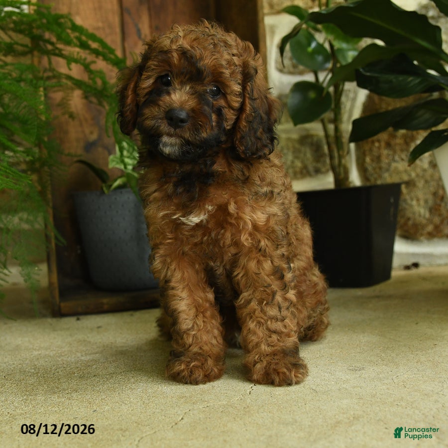 Cavapoo dogs River - Ad 2