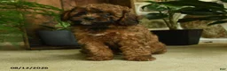 Cavapoo dogs for sale: River - Ad 2