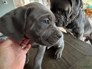 Cane Corso dogs Cane Corso Puppy 1 - Ad 39