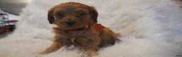 Cavapoo dogs for sale: Jupiter  - Ad 3