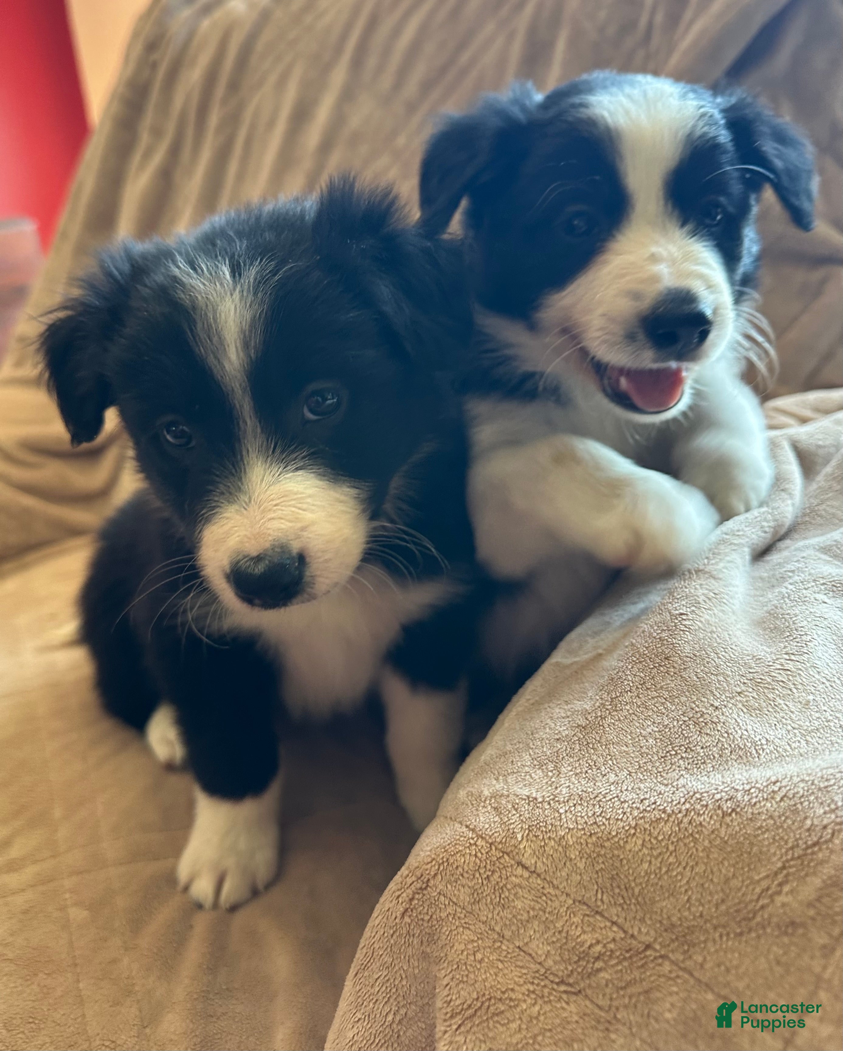 Border Collie dogs Border Collie Puppy 2 - Ad 7