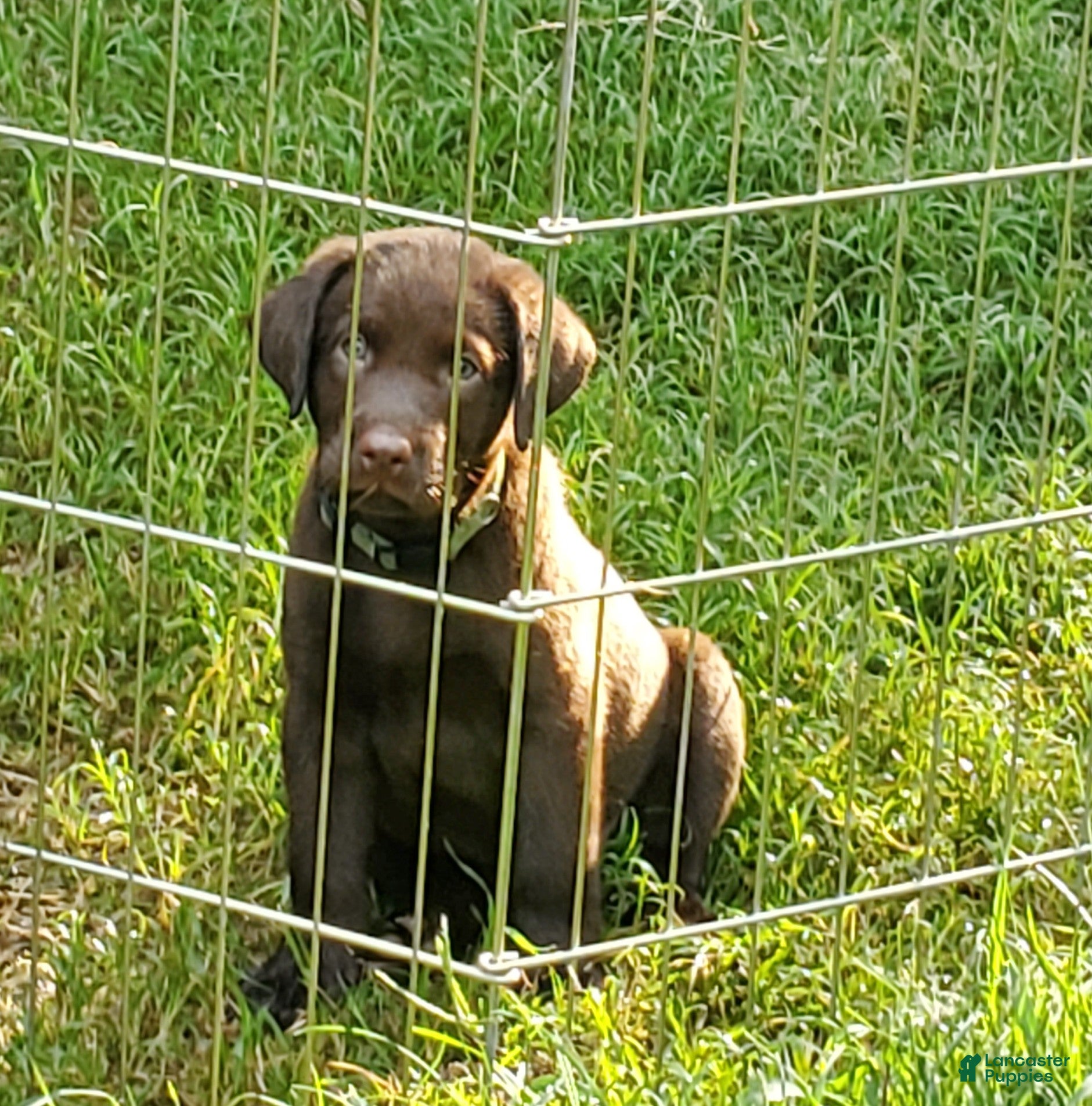 Labrador Retriever dogs Pluto - Ad 39