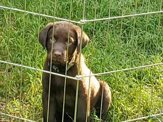 Labrador Retriever dogs Pluto - Ad 39