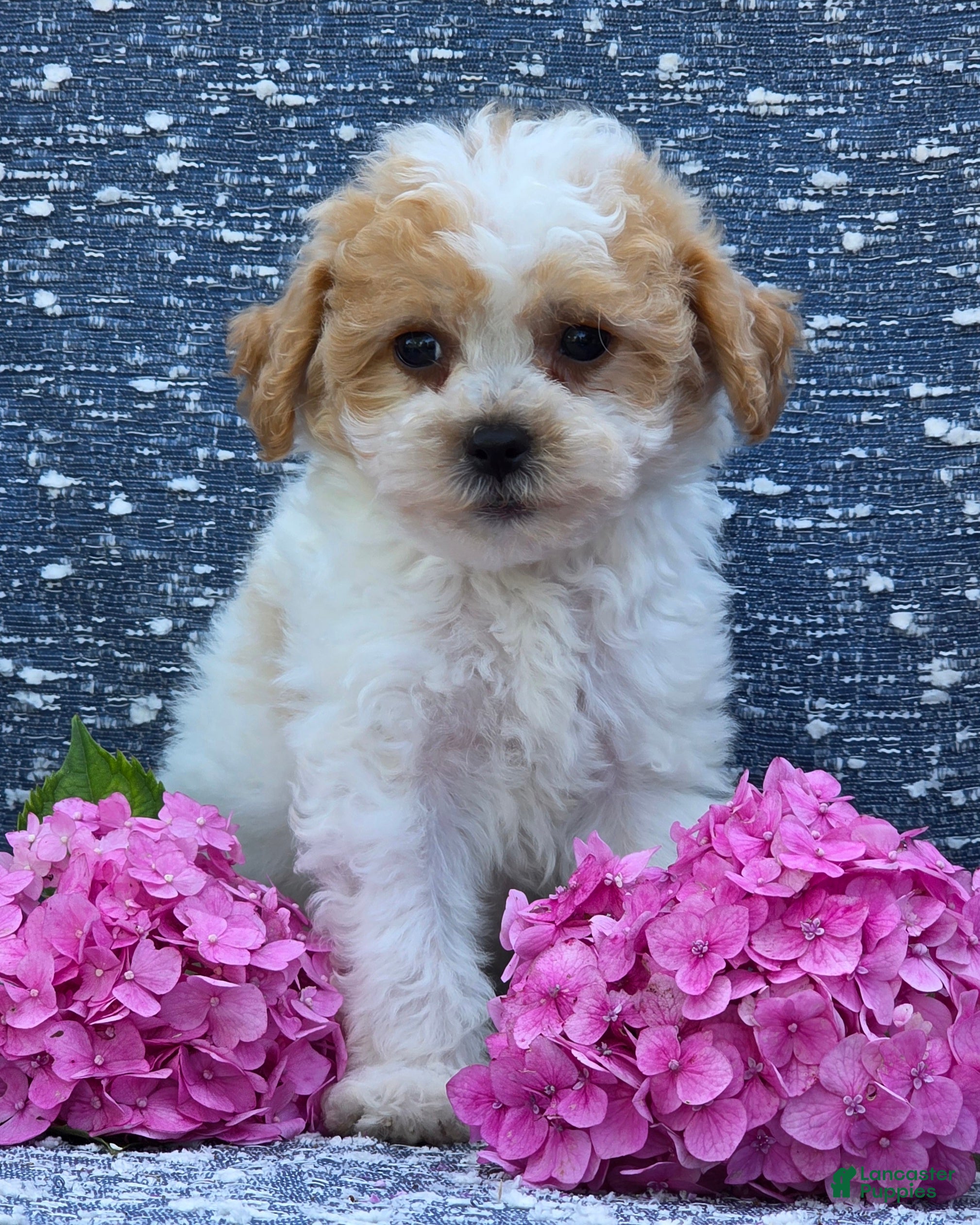 Bichpoo dogs Bingo - Ad 2
