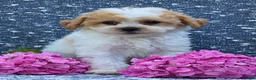 Bichpoo dogs for sale: Bingo - Ad 2
