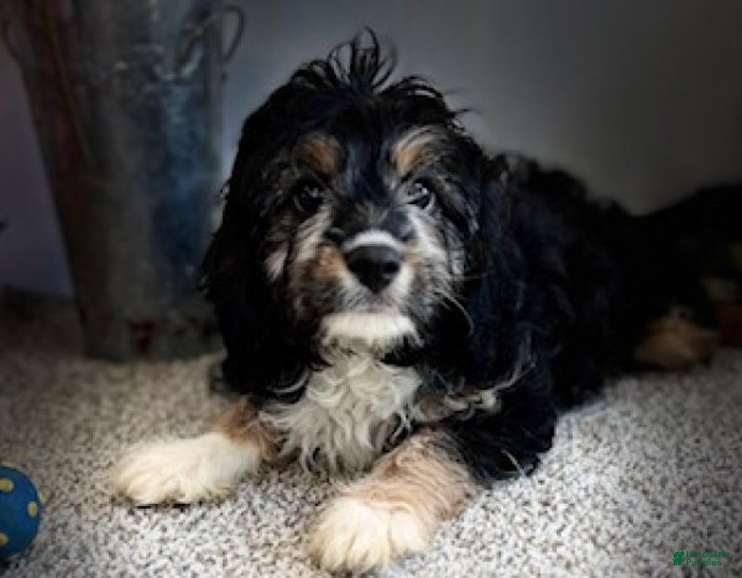 Cavapoo dogs for sale: Alvin - Ad 2