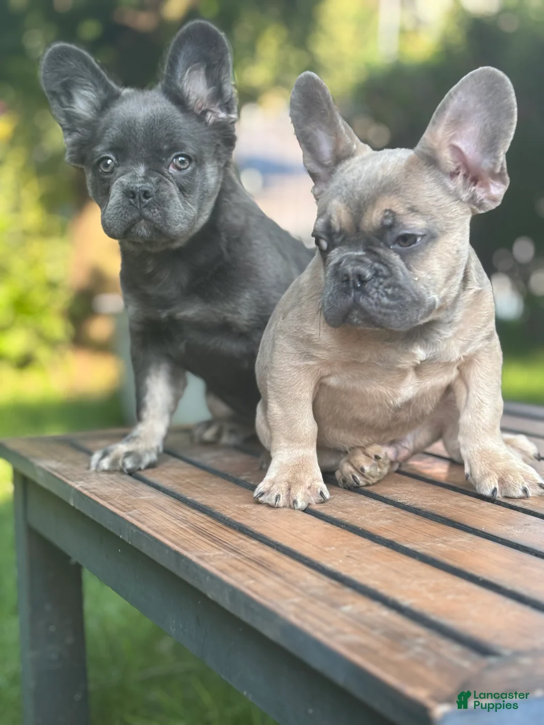French Bulldog dogs for sale: French Bulldog 4 - Ad 2
