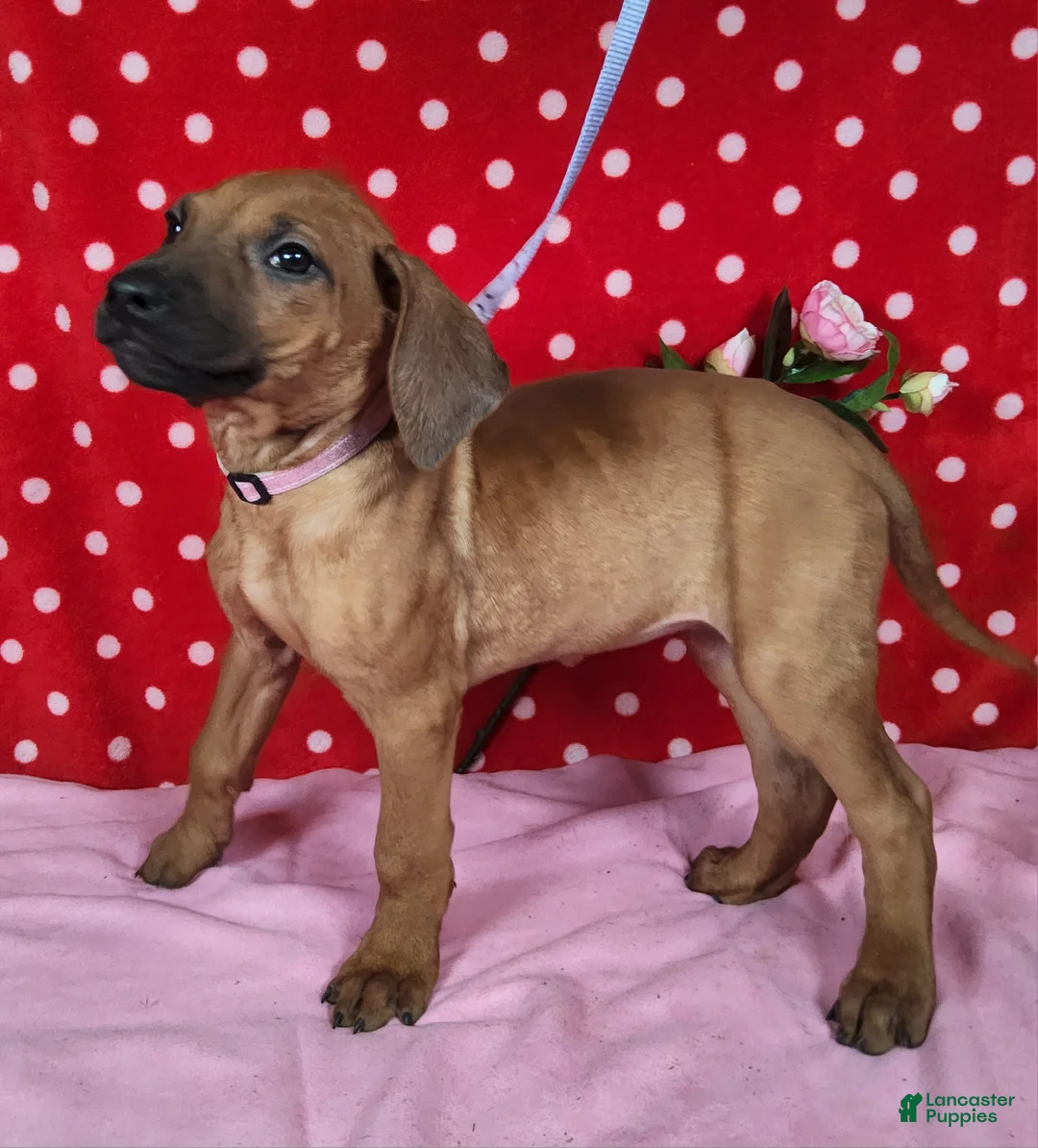 Rhodesian Ridgeback dogs for sale: Cloe - Ad 5