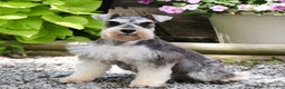 Miniature Schnauzer dogs for sale: Zahara - Ad 8