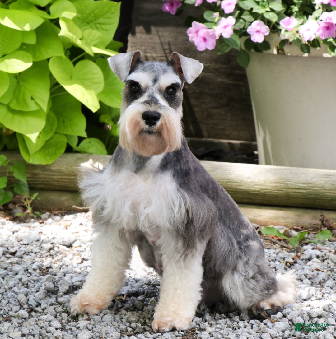 Miniature Schnauzer dogs for sale: Zahara - Ad 8