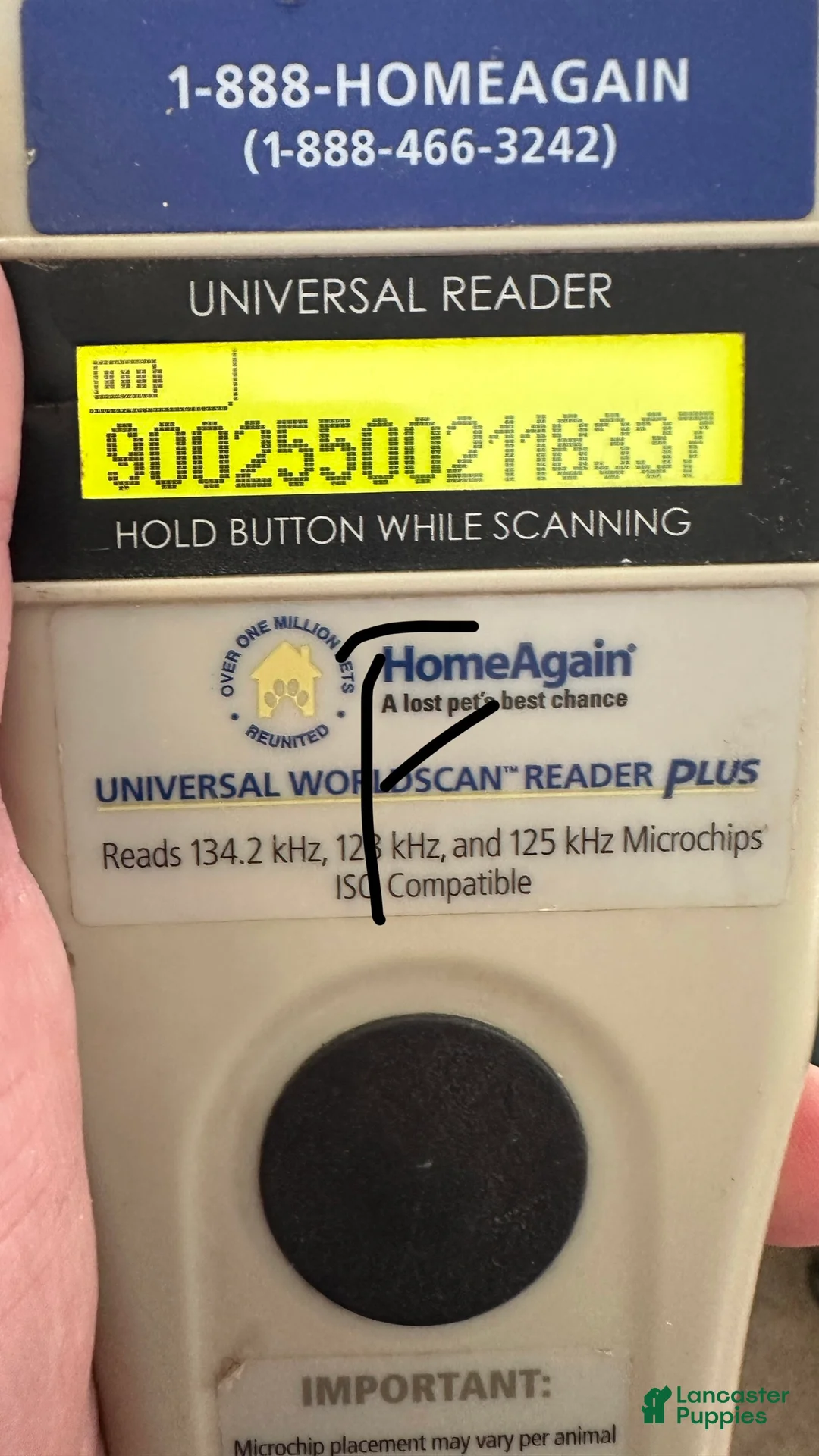 Bichpoo dogs for sale: Boy Eli - 8340 - Ad 6