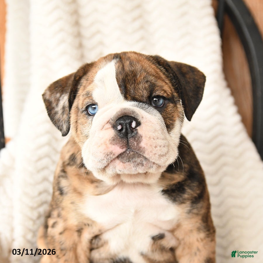 English Bulldog dogs Milo - Ad 2