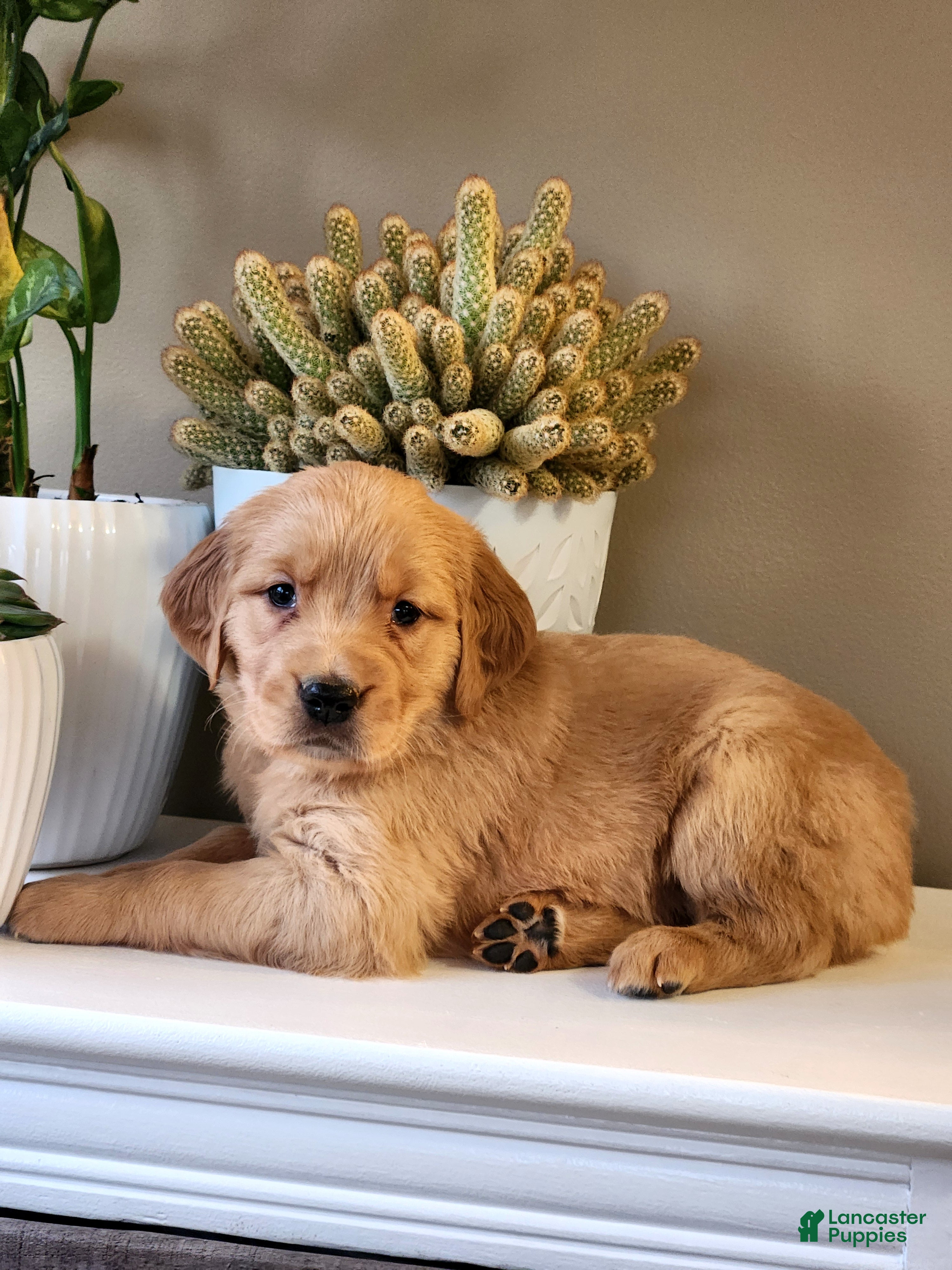 Golden Retriever dogs Raina - Ad 2