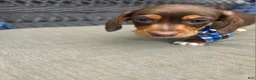 Miniature Dachshund dogs for sale: Blue boy  - Ad 6