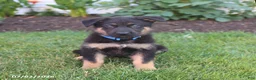 German Shepherd dogs for sale: Spike - Ad 3