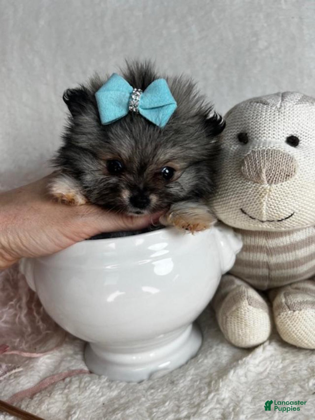 Pomeranian dogs for sale: Teacup Pomeranian Puppy 1 - Ad 2