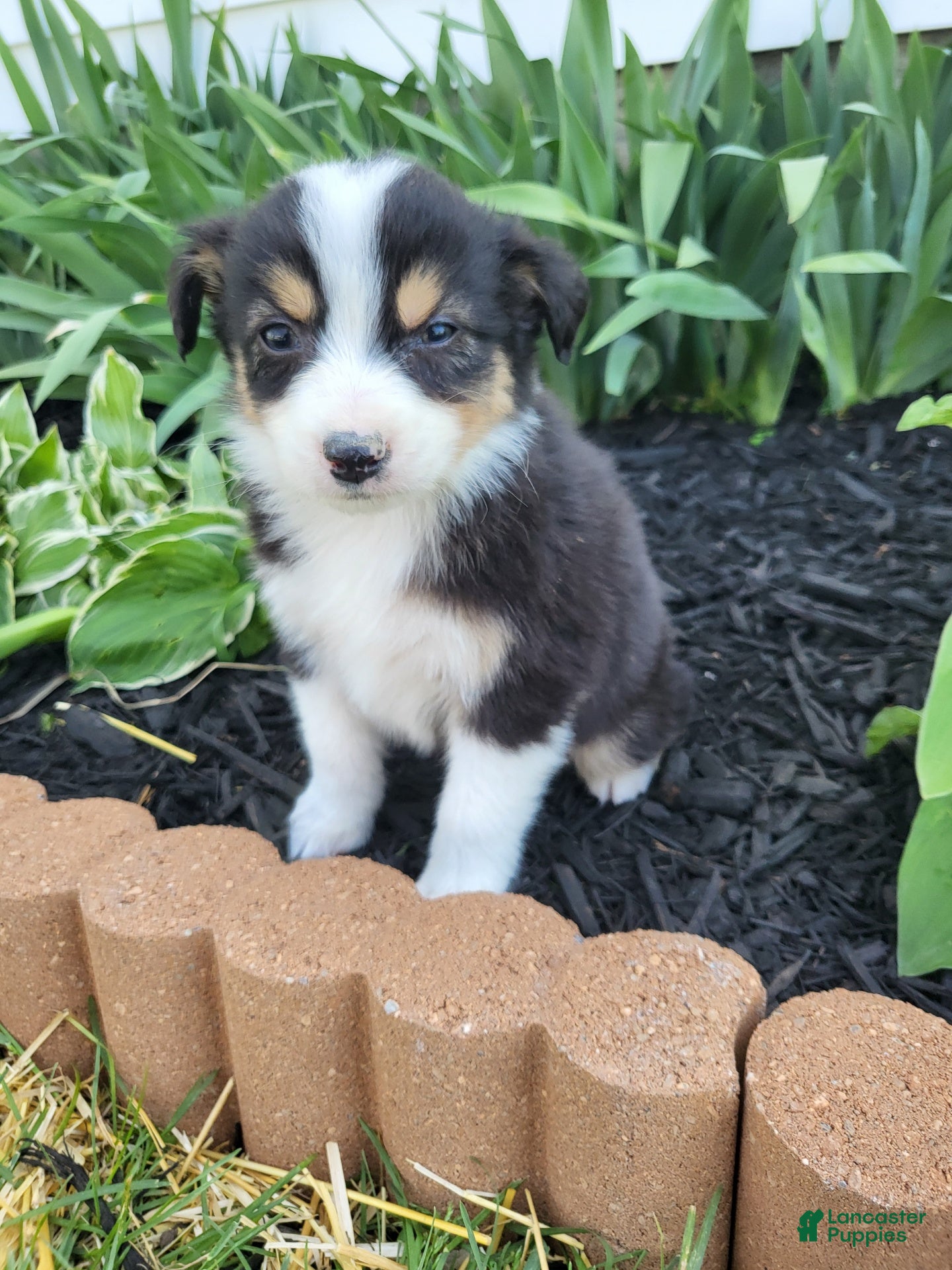 Australian Shepherd dogs Australian Shepherd Puppy 6 - Ad 31