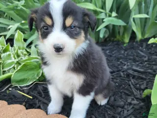 Australian Shepherd dogs Australian Shepherd Puppy 6 - Ad 39