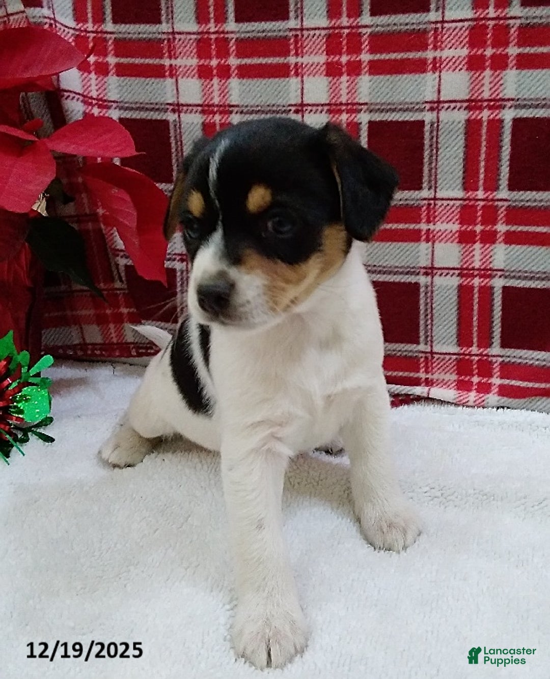 Mixed Breed dogs for sale: Twila - Ad 5