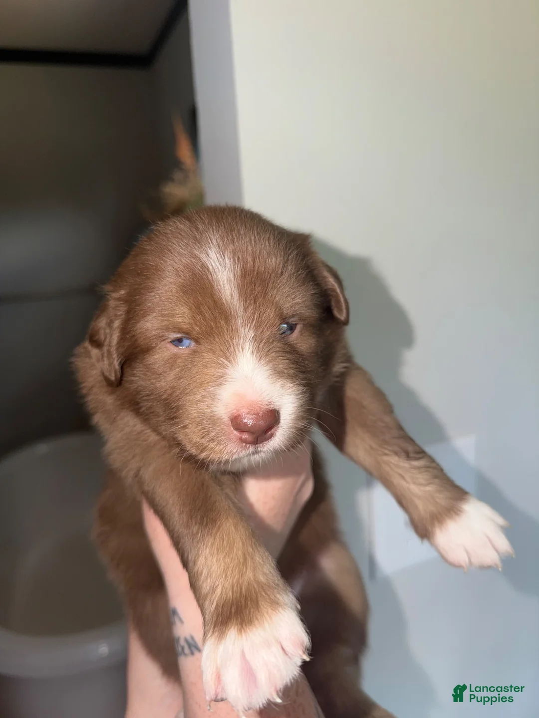 Australian Shepherd dogs for sale: Hunk - Ad 2