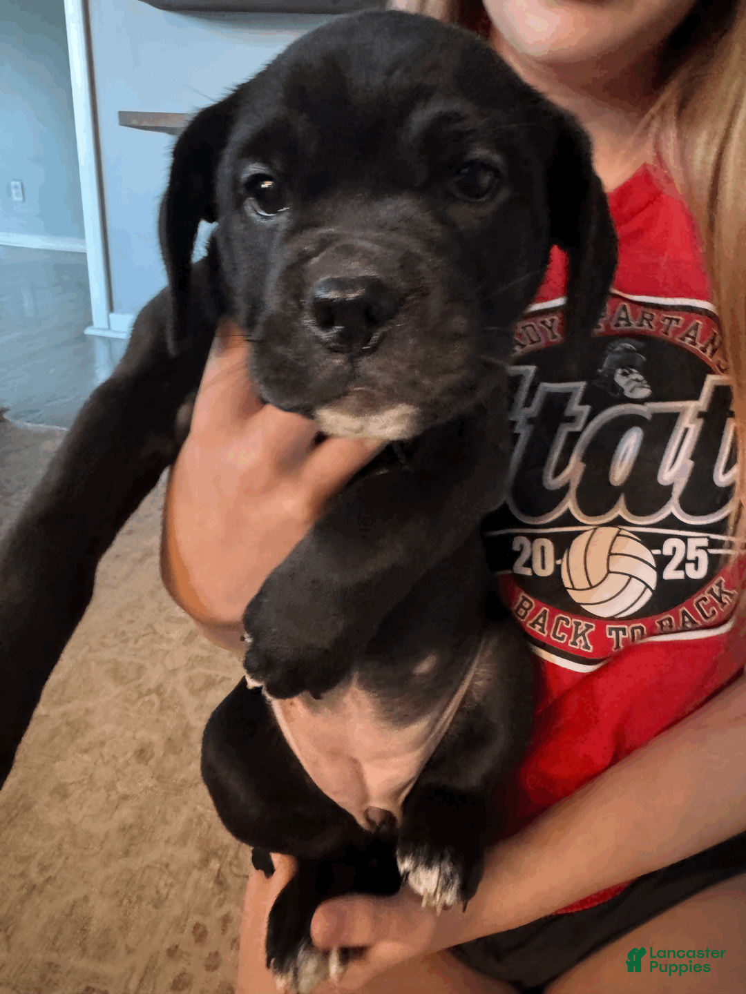 Mixed Breed dogs for sale: Dark Blue Collar Female - Ad 2