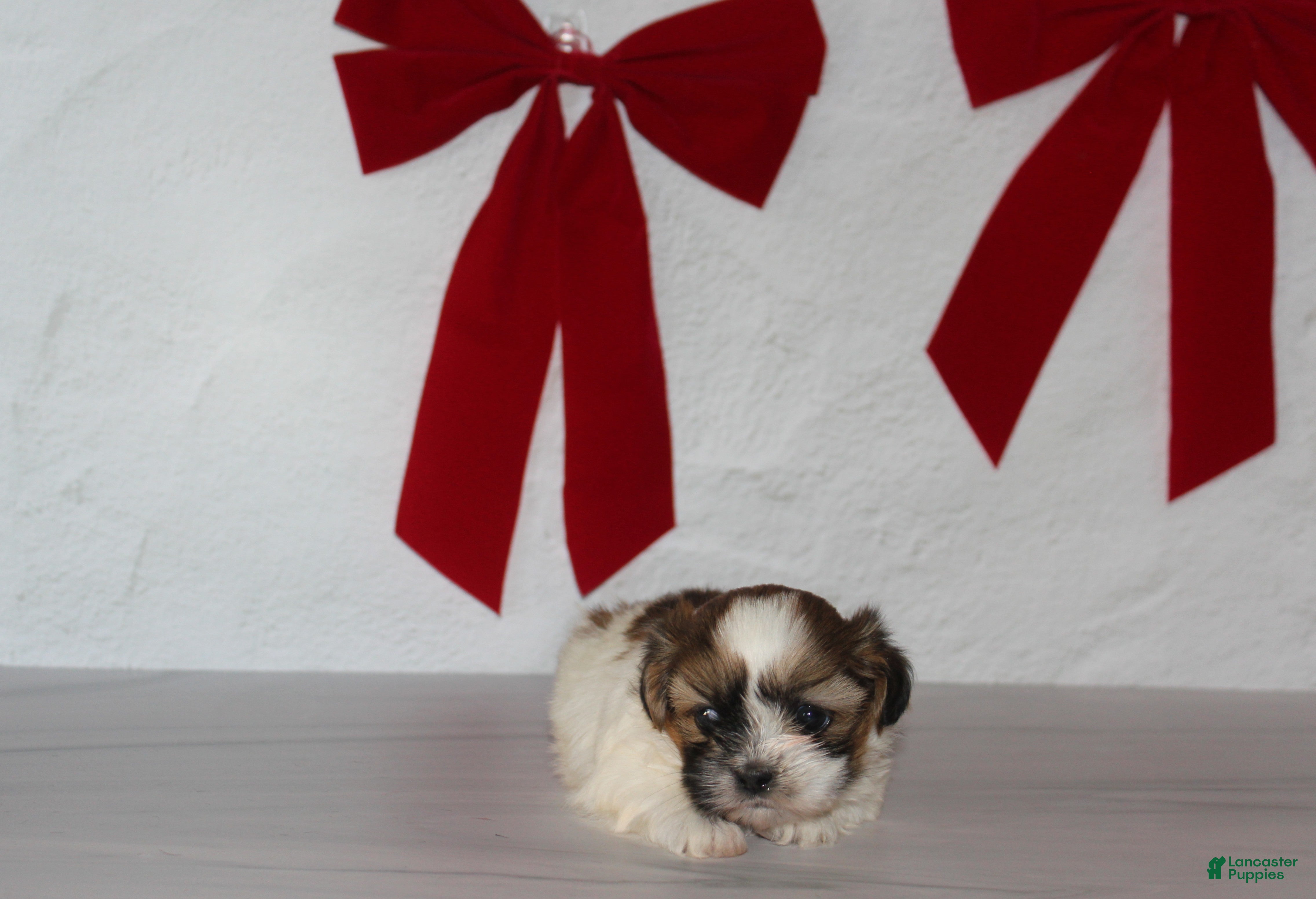 Shih Tzu dogs for sale: Ginger  - Ad 1