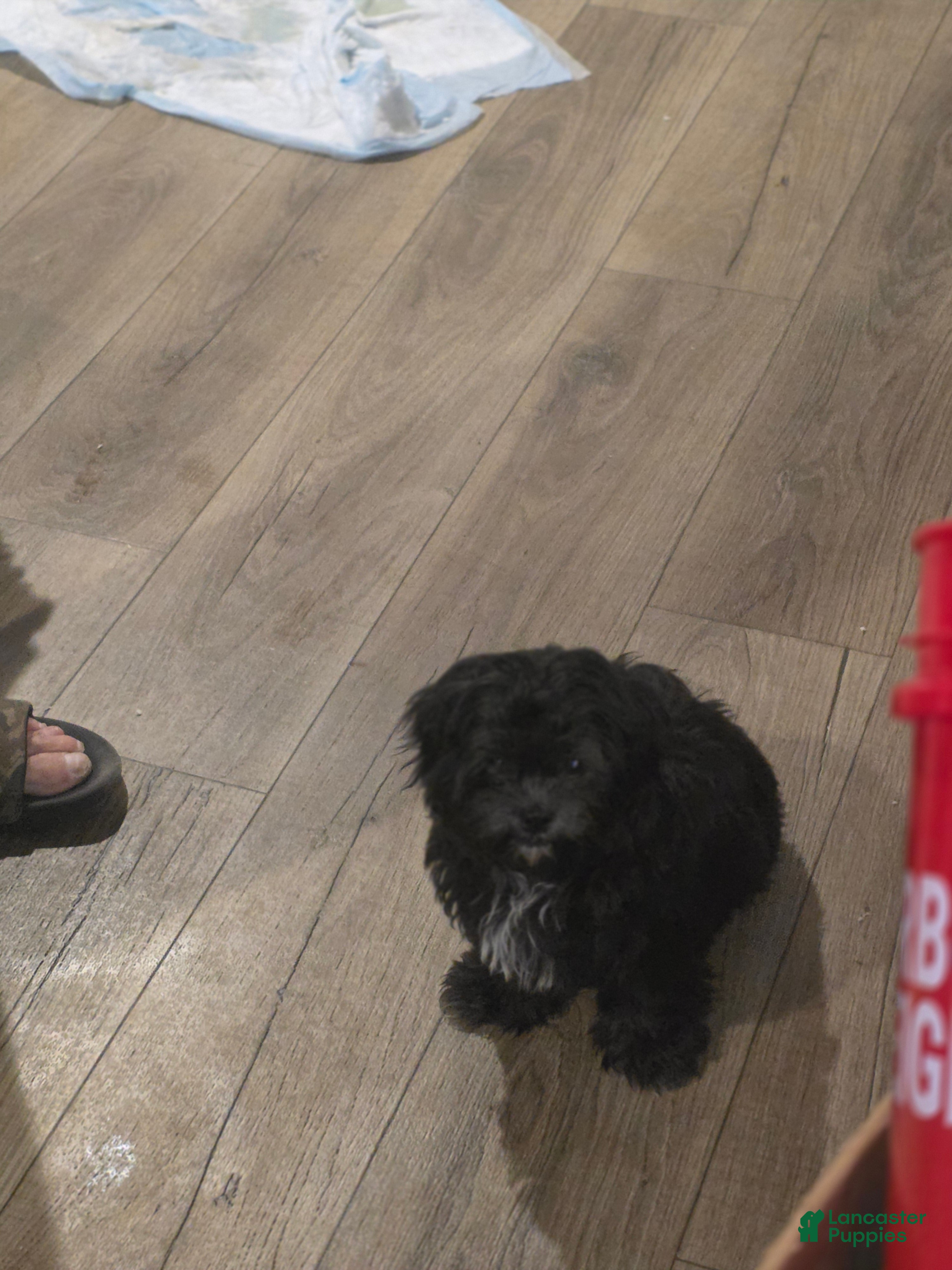 Shihpoo dogs for sale: Sox - Ad 4
