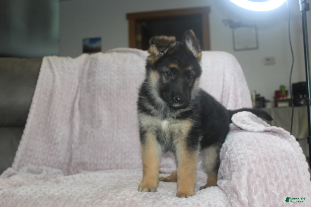 German Shepherd dogs for sale: Bullet - Ad 2