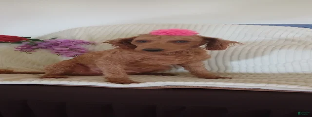 Marthie