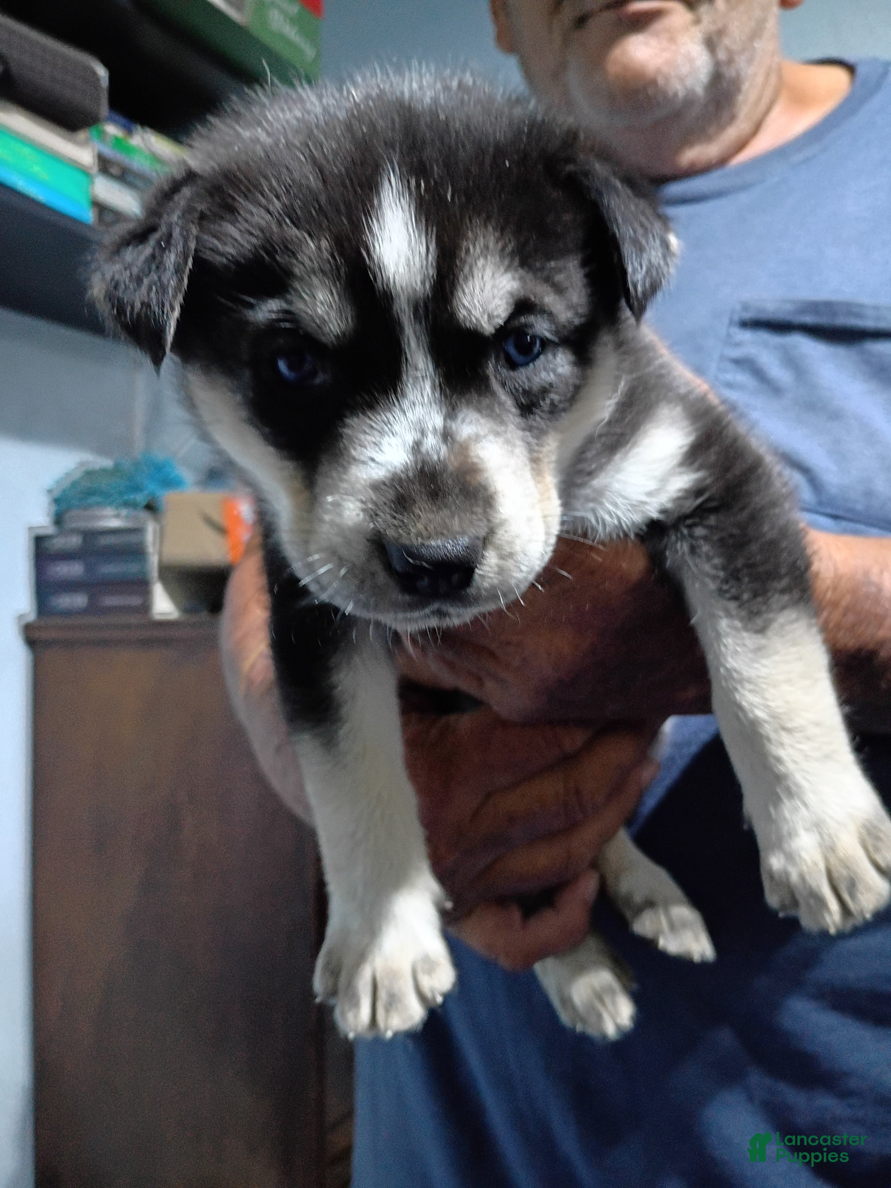 Siberian Husky dogs Yellow Collar 1st Born - Temp Name is Sunny - Ad 21