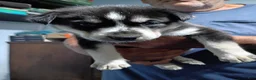 Siberian Husky dogs for sale: Yellow Collar 1st Born - Temp Name is Sunny - Ad 4