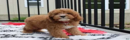 Cavapoo dogs for sale: Lenny  - Ad 5