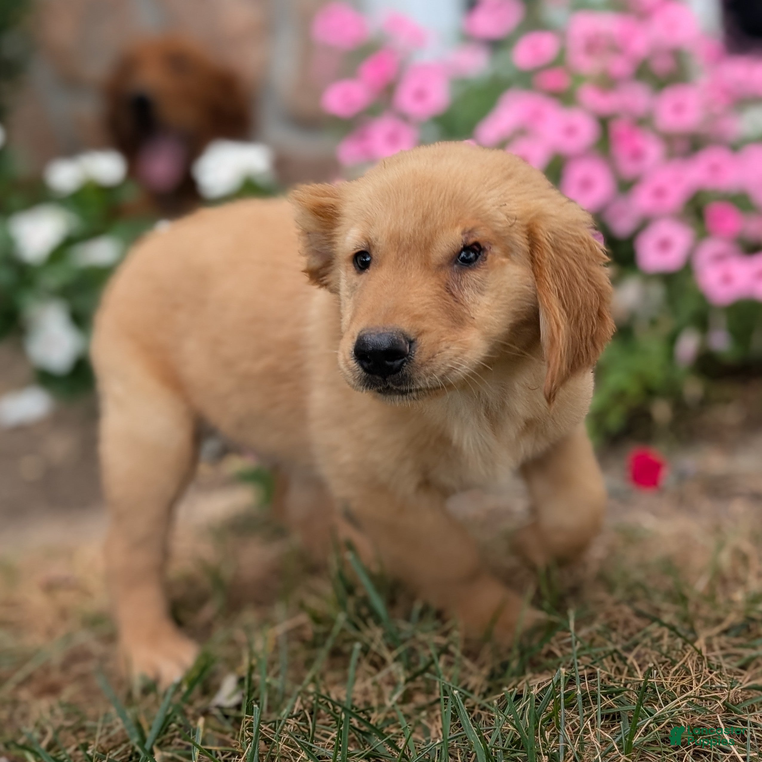 Golden Retriever dogs Costello - Ad 1