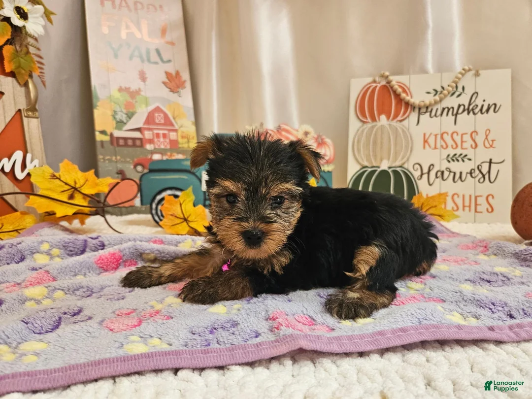 Yorkshire Terrier dogs for sale: Millie Joy - Ad 2