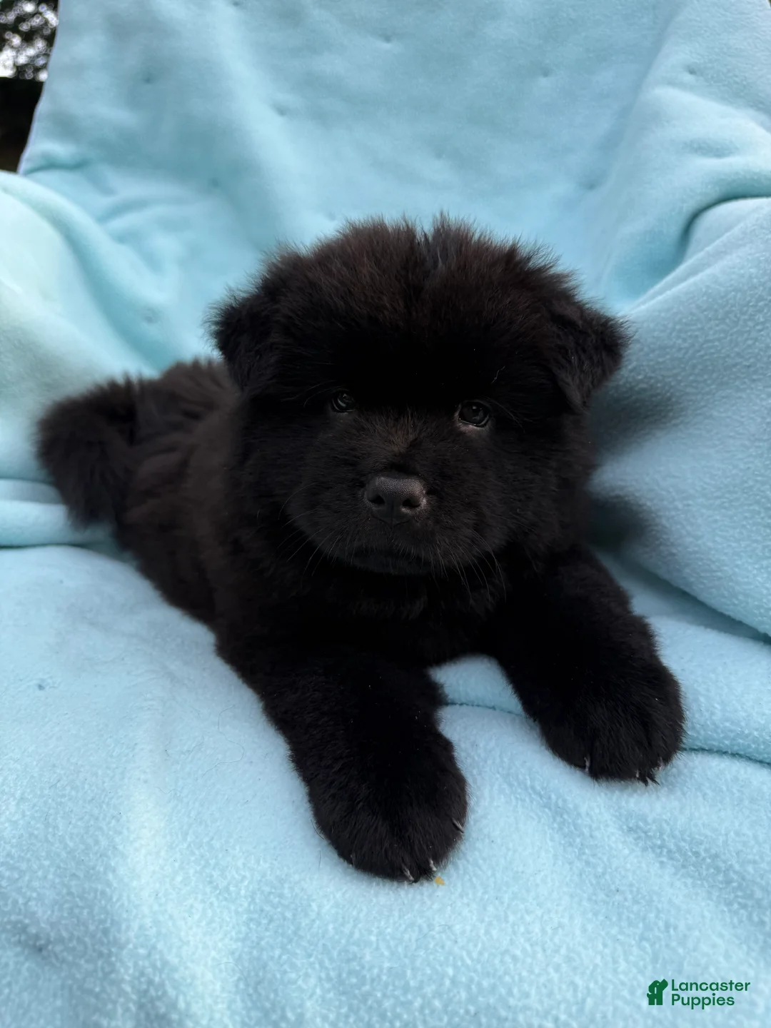 Chow Chow dogs for sale: Kona - Ad 1