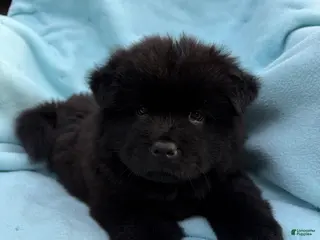 Chow Chow dogs Kona - Ad 30