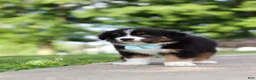 Miniature Australian Shepherd dogs for sale: Rustler - Ad 7