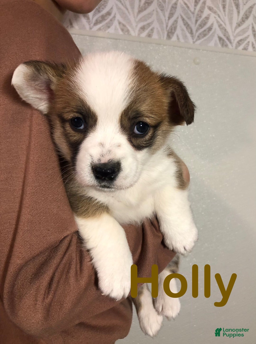 Welsh Corgi Pembroke dogs for sale: Holly - Ad 6