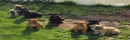 South African Boerboels dogs for sale: Yellow - Ad 4
