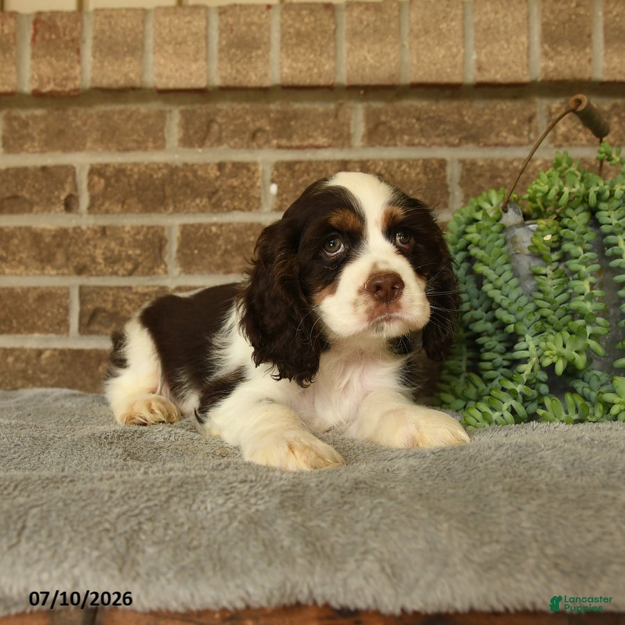 English Cocker Spaniel dogs Jasper - Ad 2