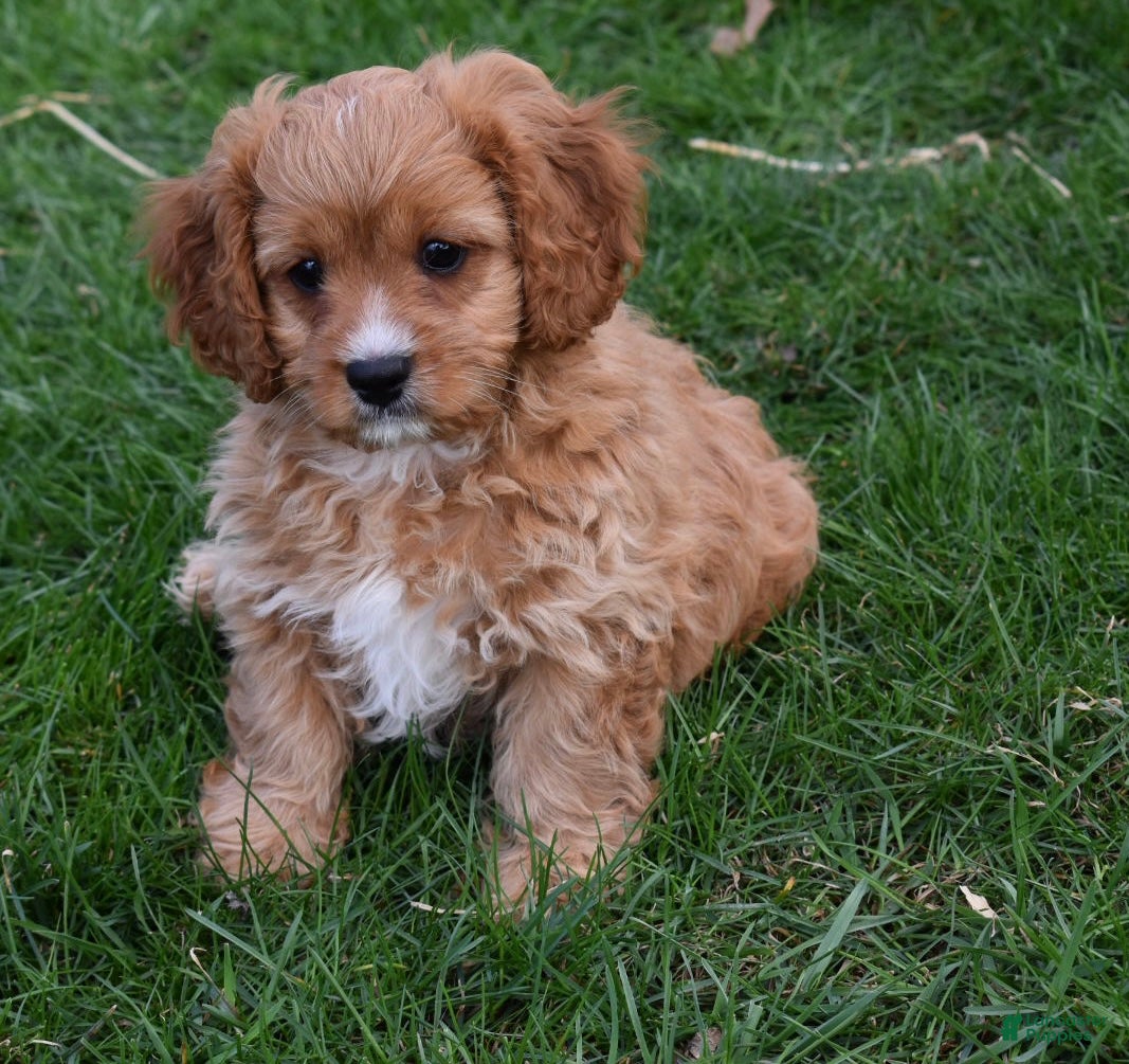 Cavapoo dogs Sammy - Ad 2
