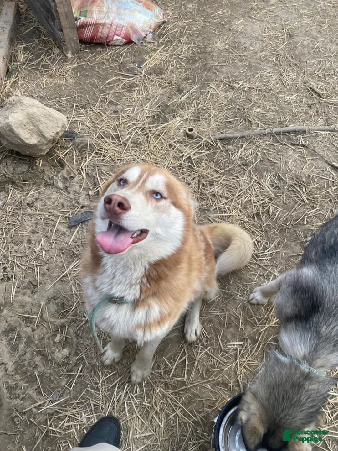 Siberian Husky dogs for stud: Stud  - Ad 2