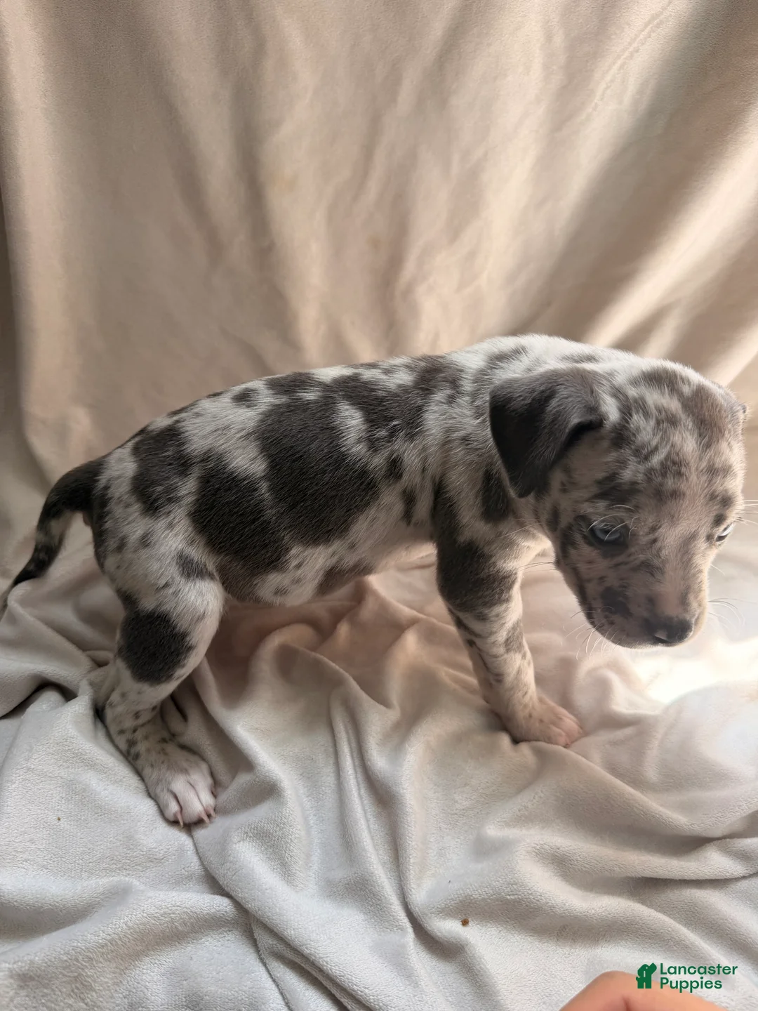 Mixed Breed dogs for sale: Mixed Breed Puppy 7 - Ad 2