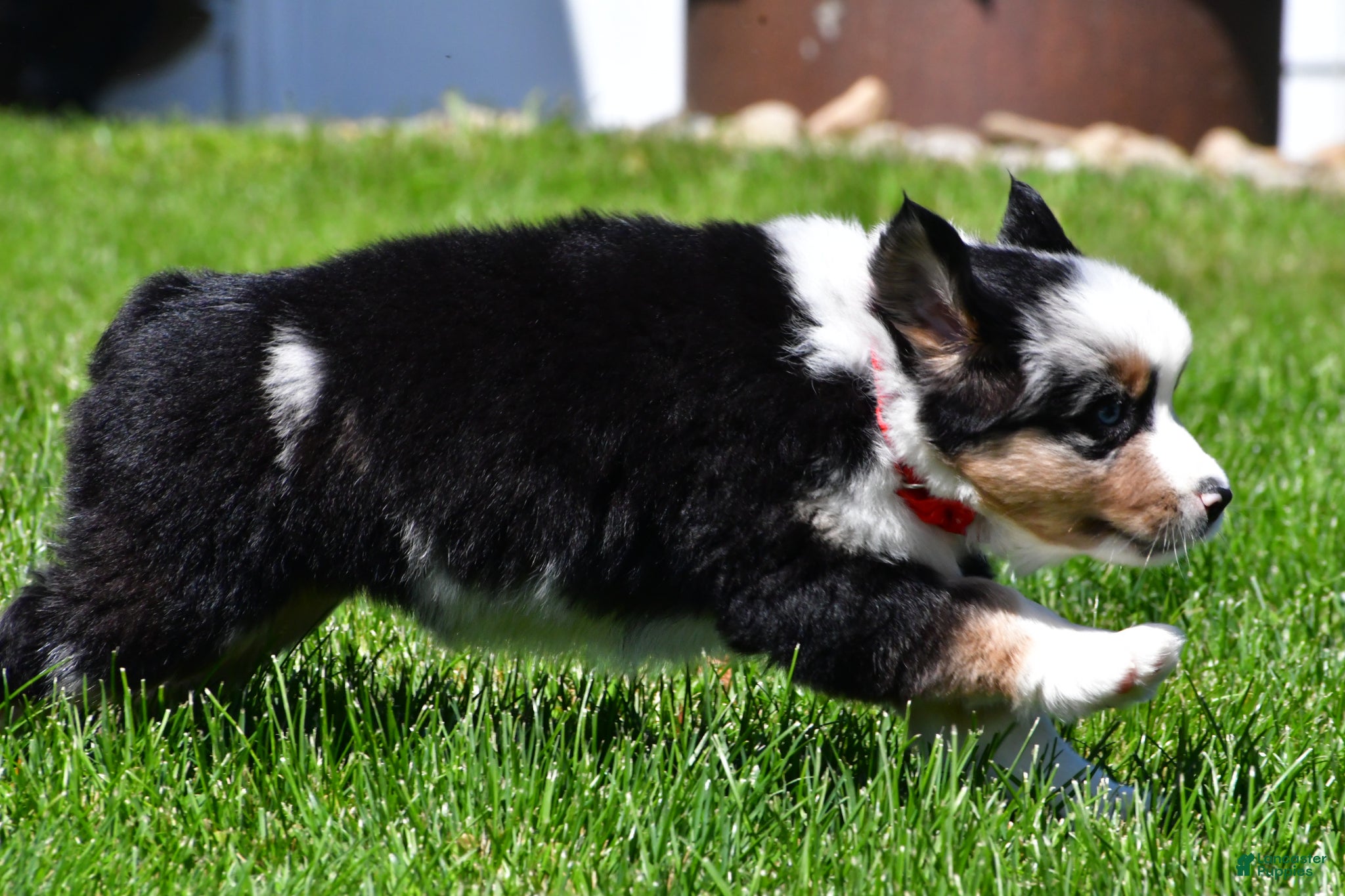 Miniature Australian Shepherd dogs for sale: Curtis - Ad 10
