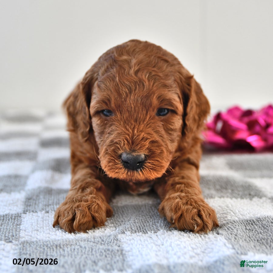 Mini Goldendoodle dogs Brownie - Ad 2