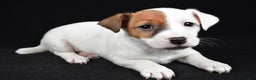 Jack Russell Terrier dogs for sale: Rover - Ad 5