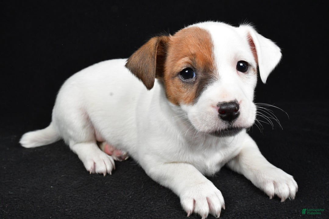 Jack Russell Terrier dogs for sale: Rover - Ad 5