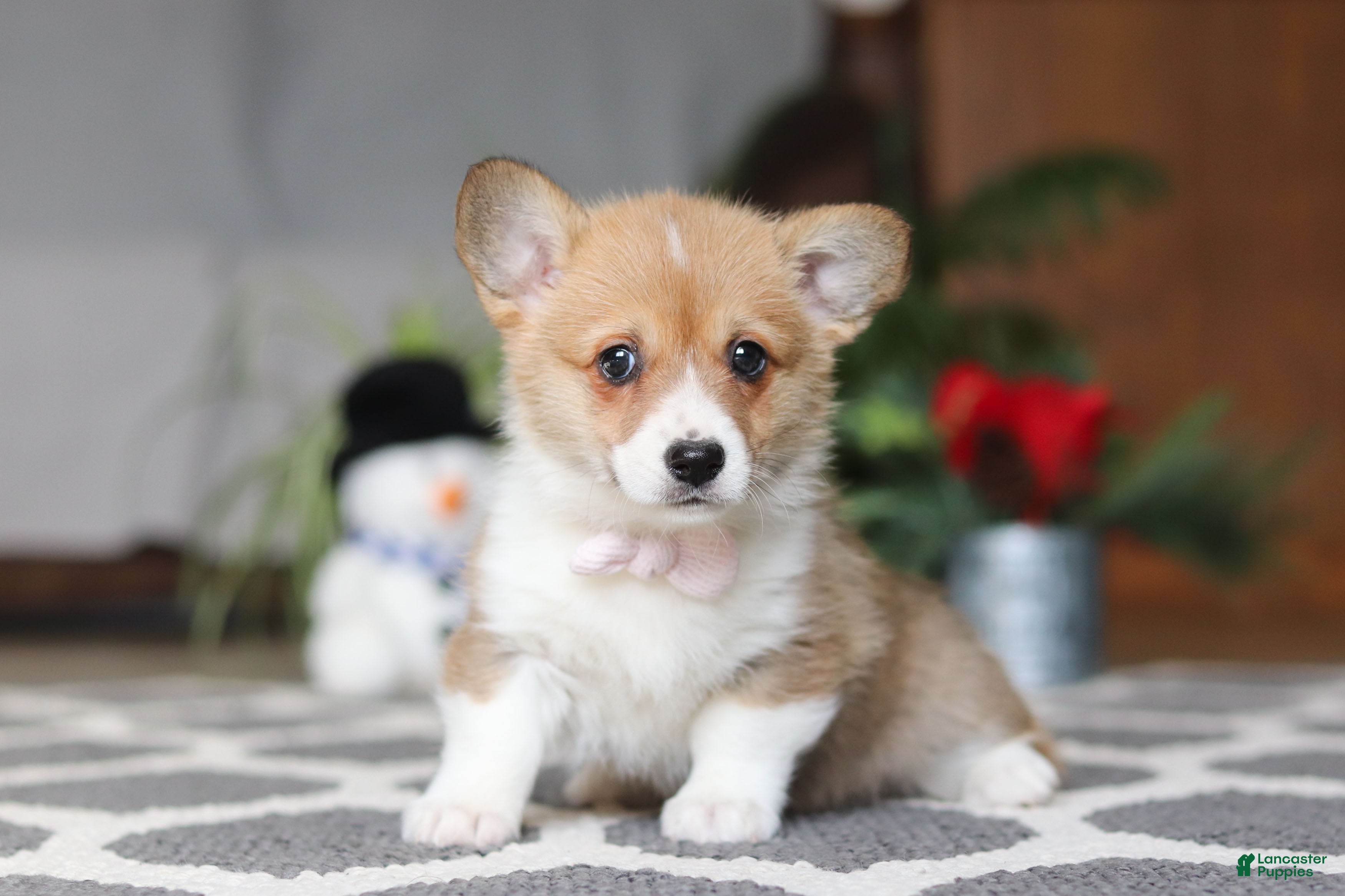 Welsh Corgi Pembroke dogs Sweetie - Ad 9