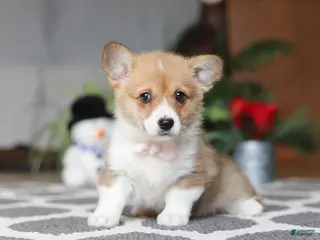 Welsh Corgi Pembroke dogs Sweetie - Ad 9